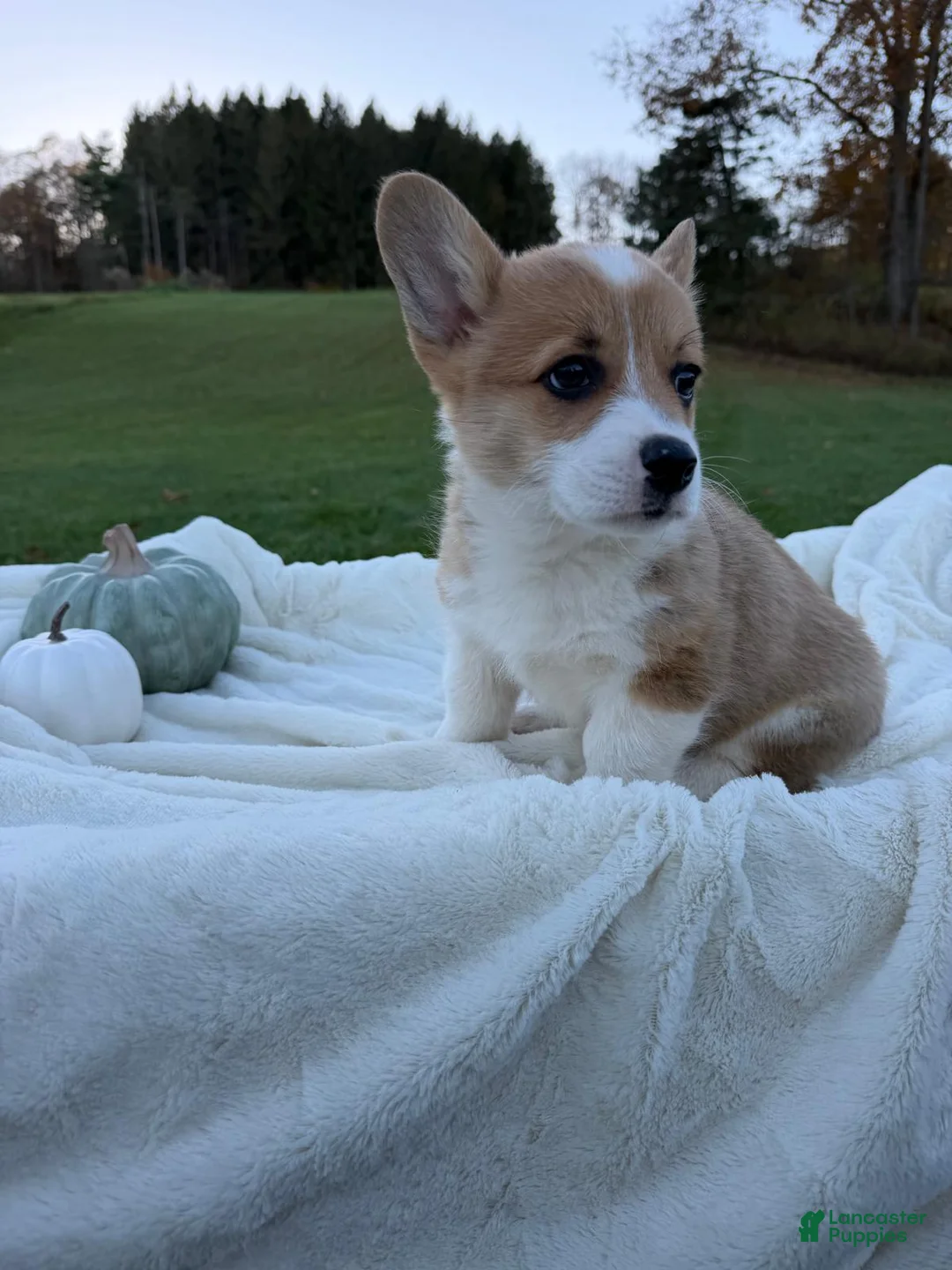 Welsh Corgi Pembroke dogs for sale: Logan - Ad 2