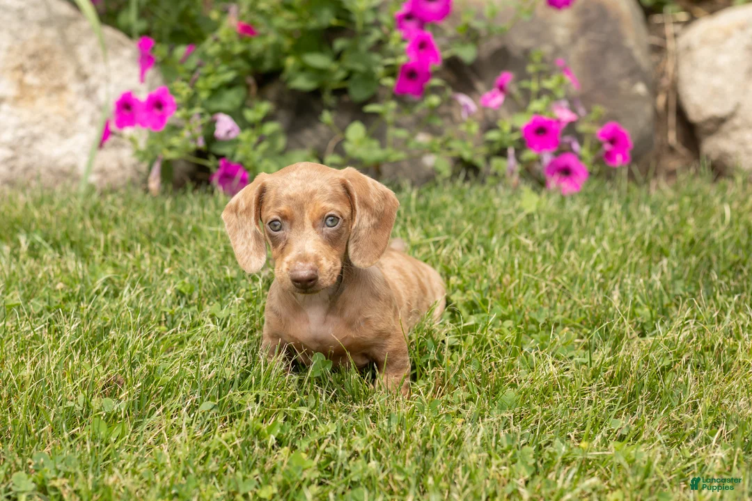 Dachshund dogs for sale: Hannah  - Ad 2