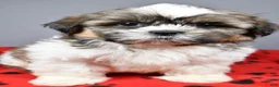 Shih Tzu dogs for sale: Koda - Ad 4