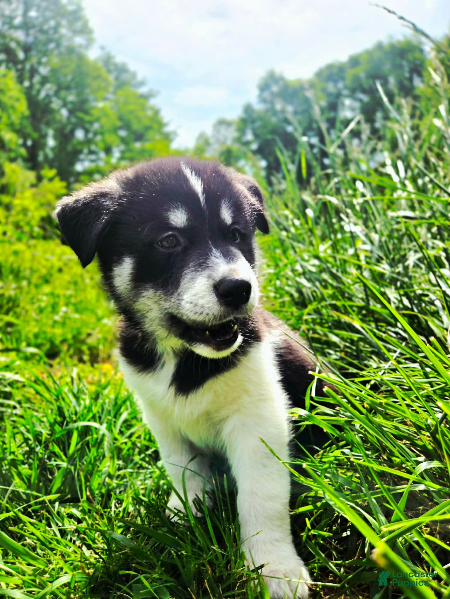 Mixed Breed dogs Sneezy - Ad 6