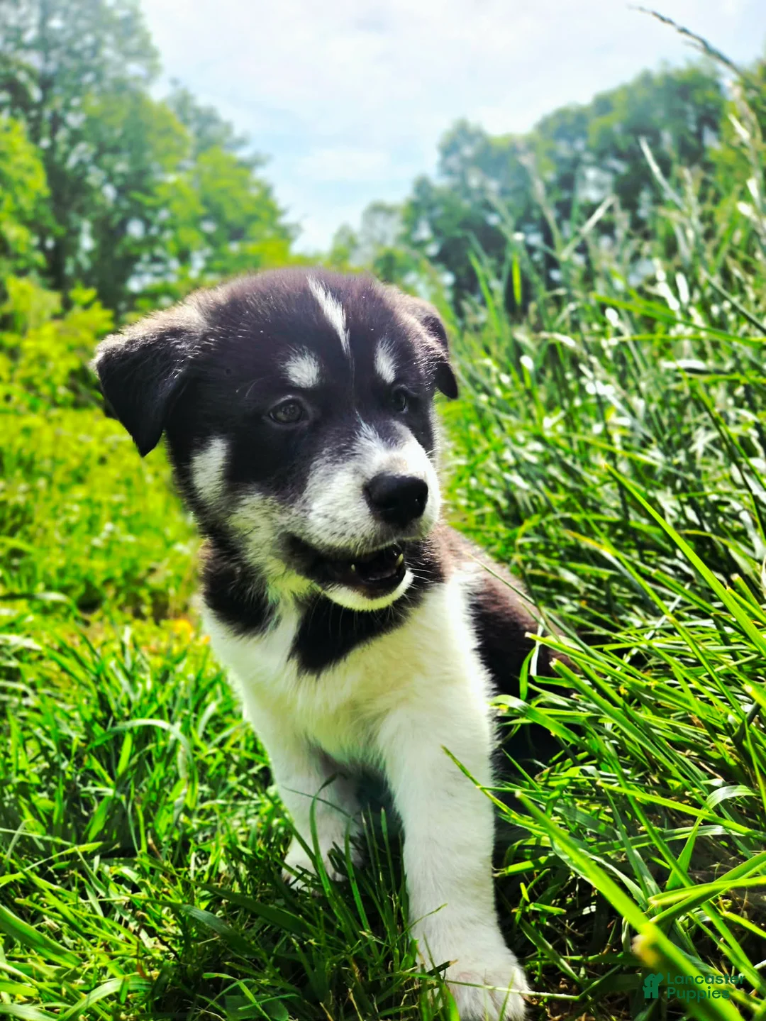 Mixed Breed dogs for sale: Sneezy - Ad 1