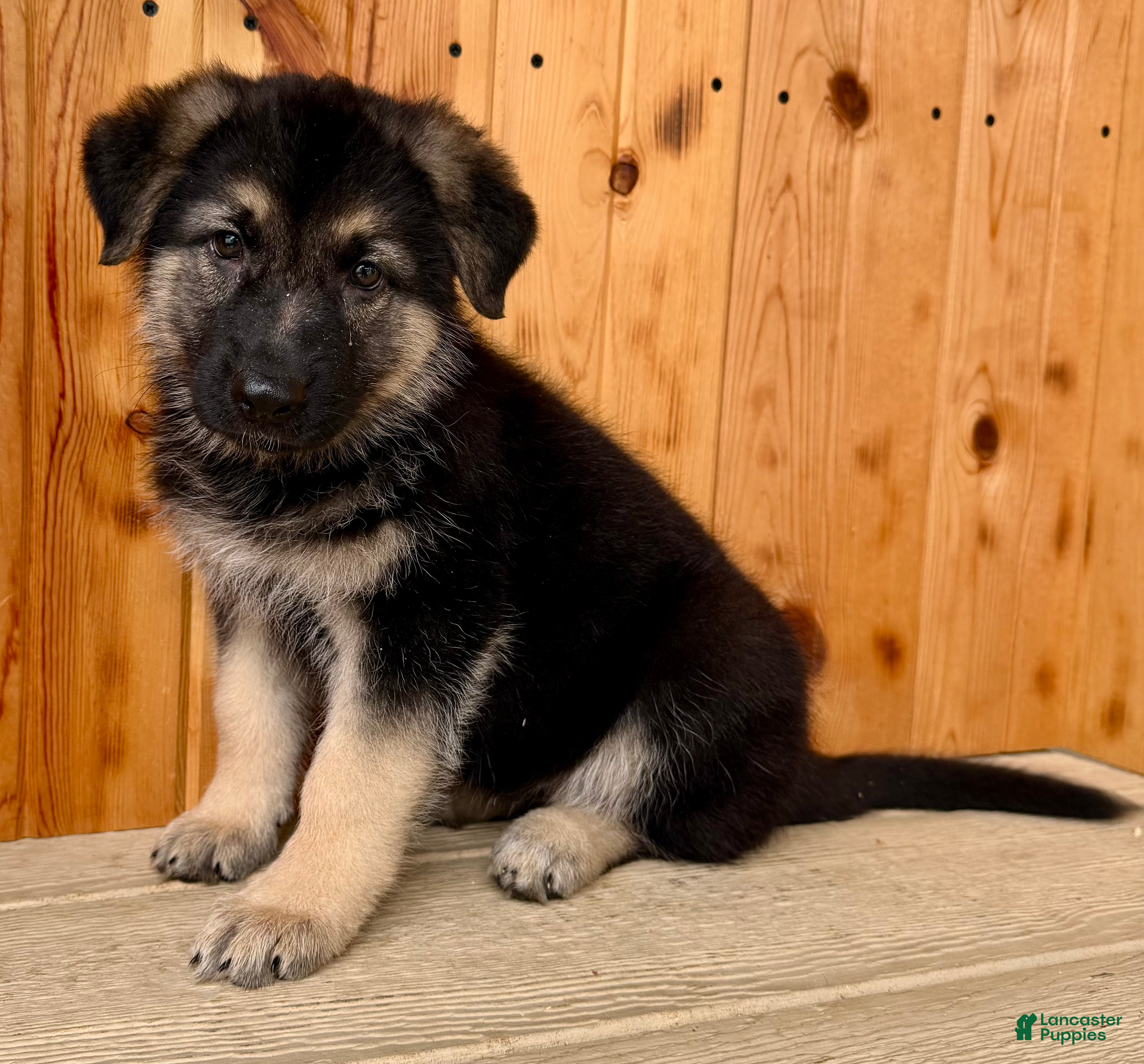 German Shepherd dogs Prissy  - Ad 2