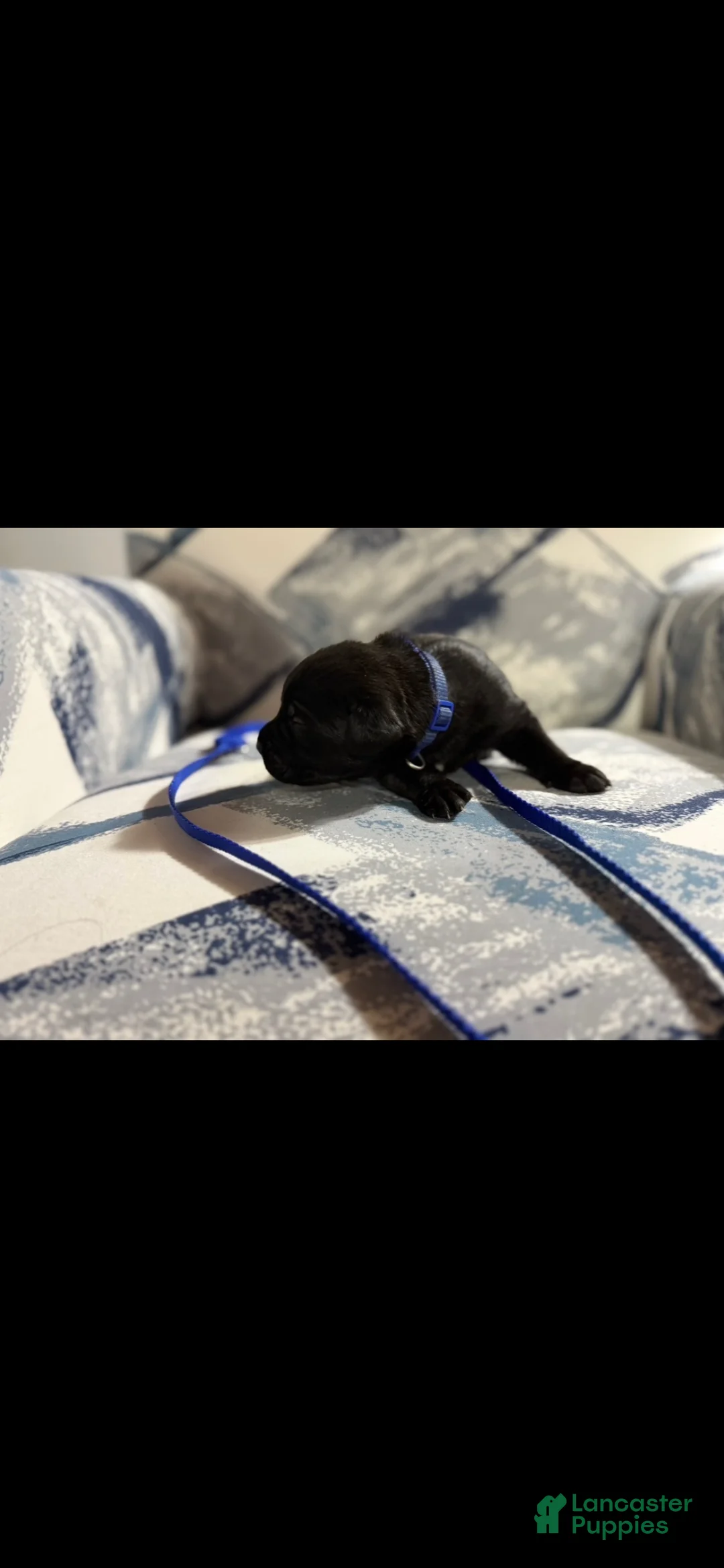 Cane Corso dogs for sale: Cane Corso Puppy 8 - Ad 1