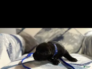 Cane Corso dogs Cane Corso Puppy 8 - Ad 14