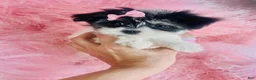 Morkie dogs for sale: Morkie 1 - Ad 1
