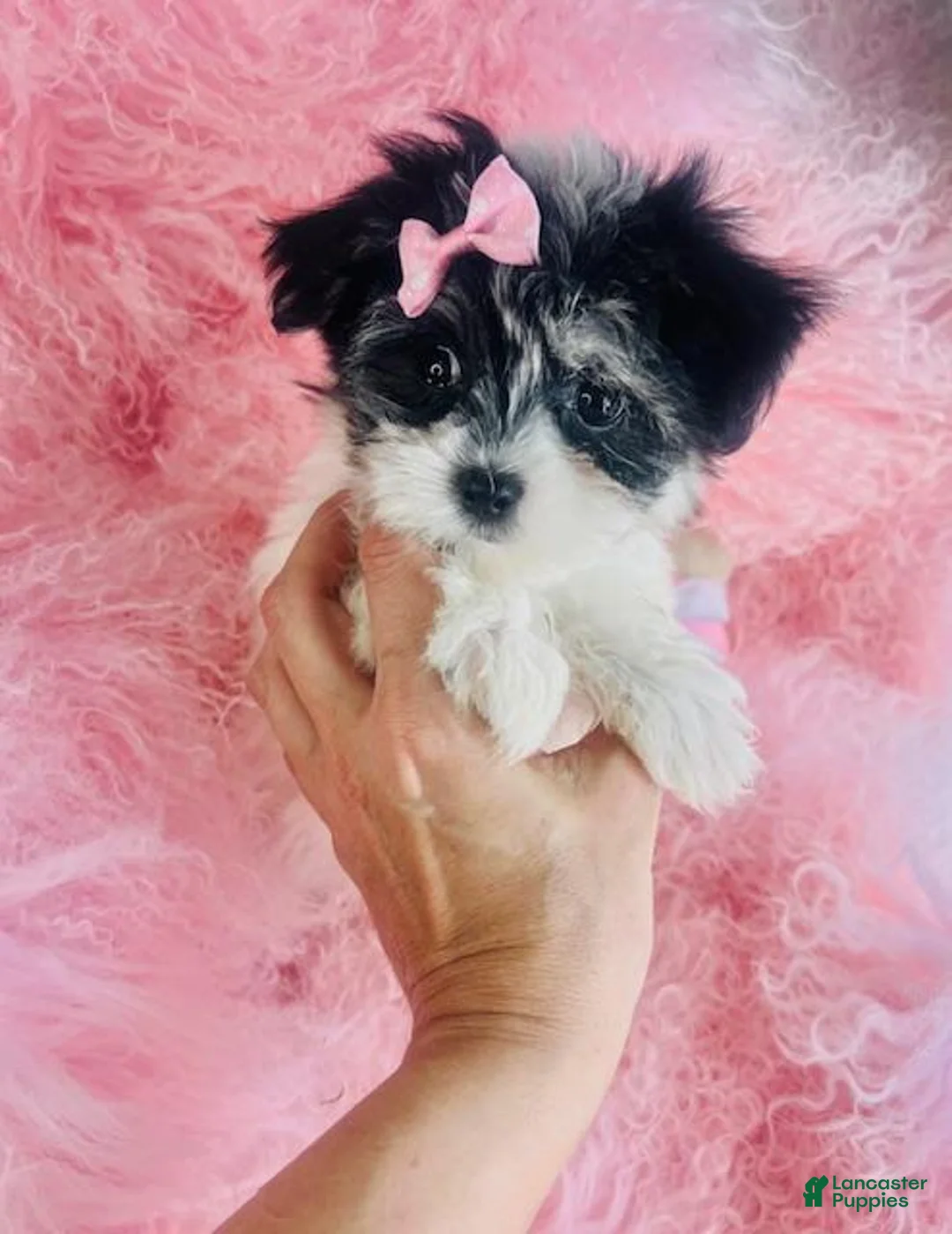 Morkie dogs for sale: Morkie 1 - Ad 1