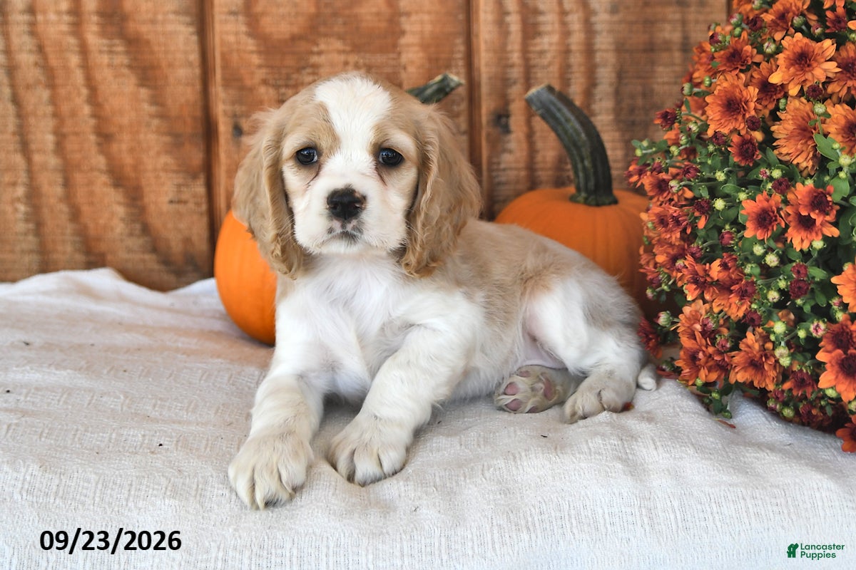 English Cocker Spaniel dogs Choxie - Ad 1