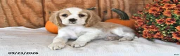 English Cocker Spaniel dogs for sale: Choxie - Ad 1