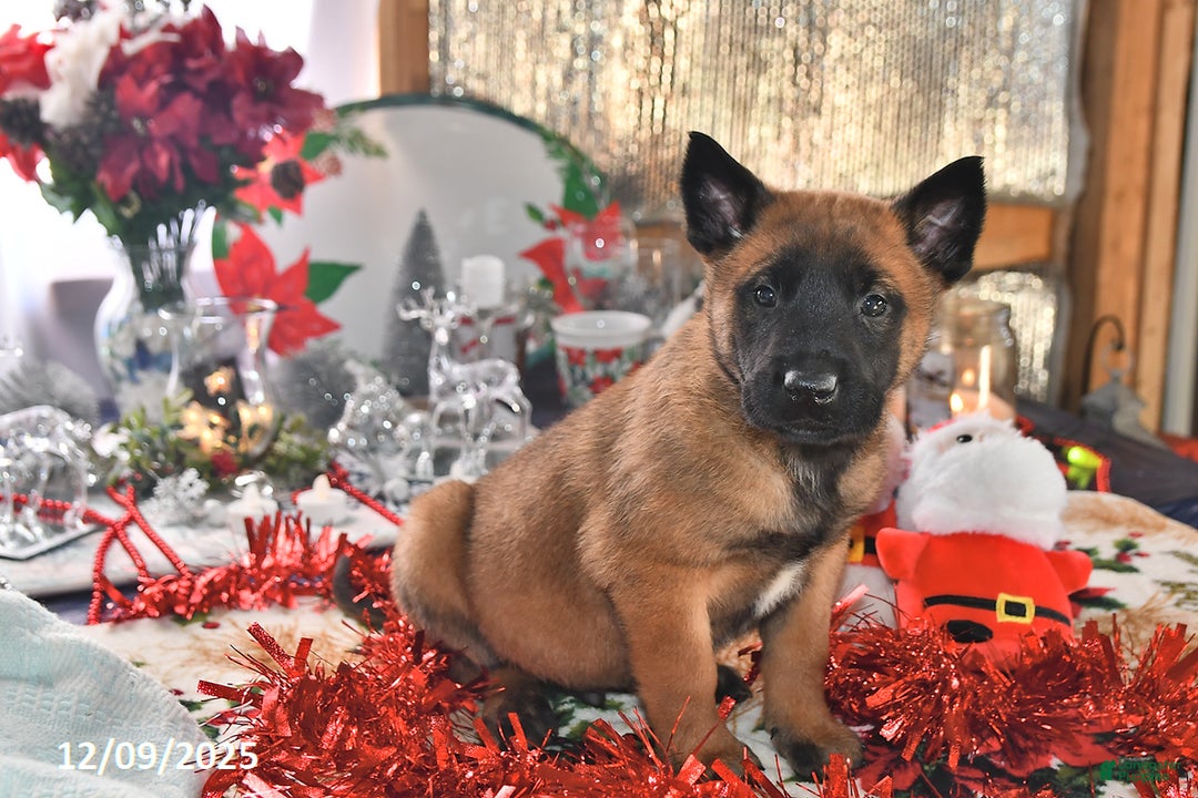 Belgian Malinois dogs for sale: Bruno - Ad 2