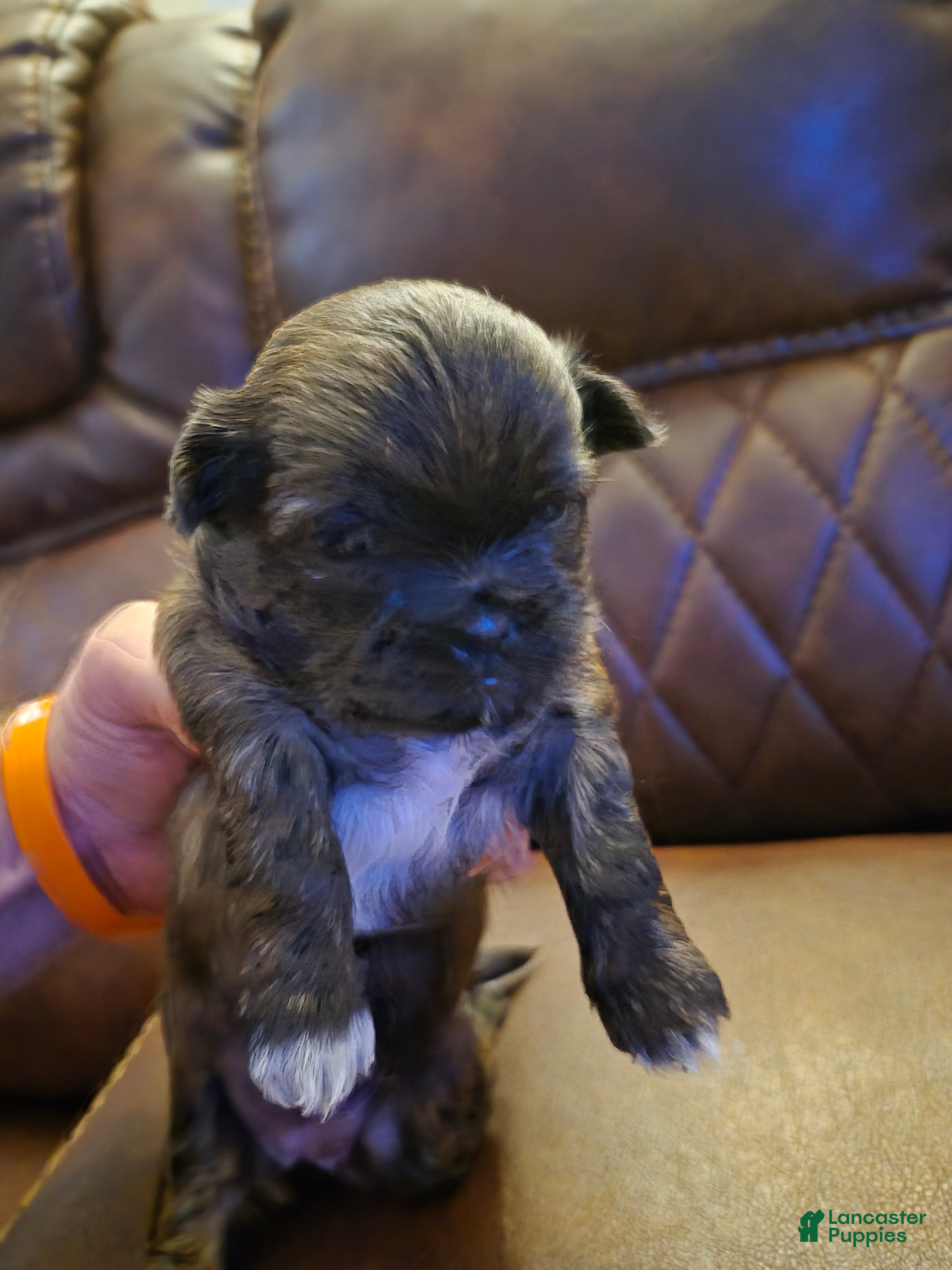 Shih Tzu dogs  4 - Ad 37