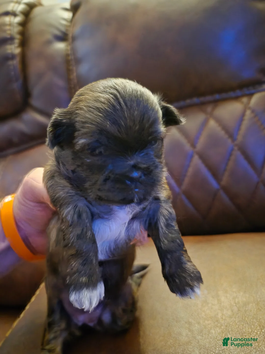 Shih Tzu dogs for sale:  4 - Ad 1