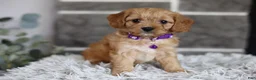 Cavapoo dogs for sale: Rosie - Ad 9