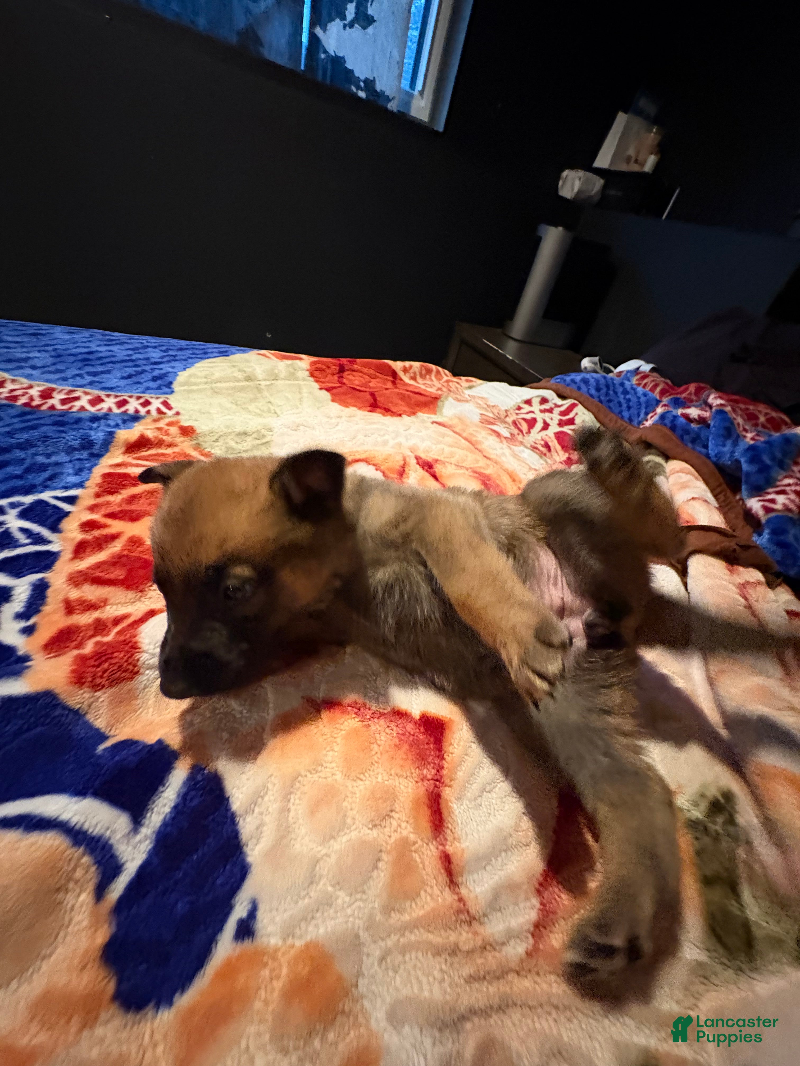 Mixed Breed dogs Tulip  - Ad 1