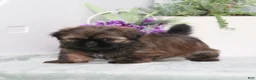 Shih Tzu dogs for sale: Pollyanna - Ad 5