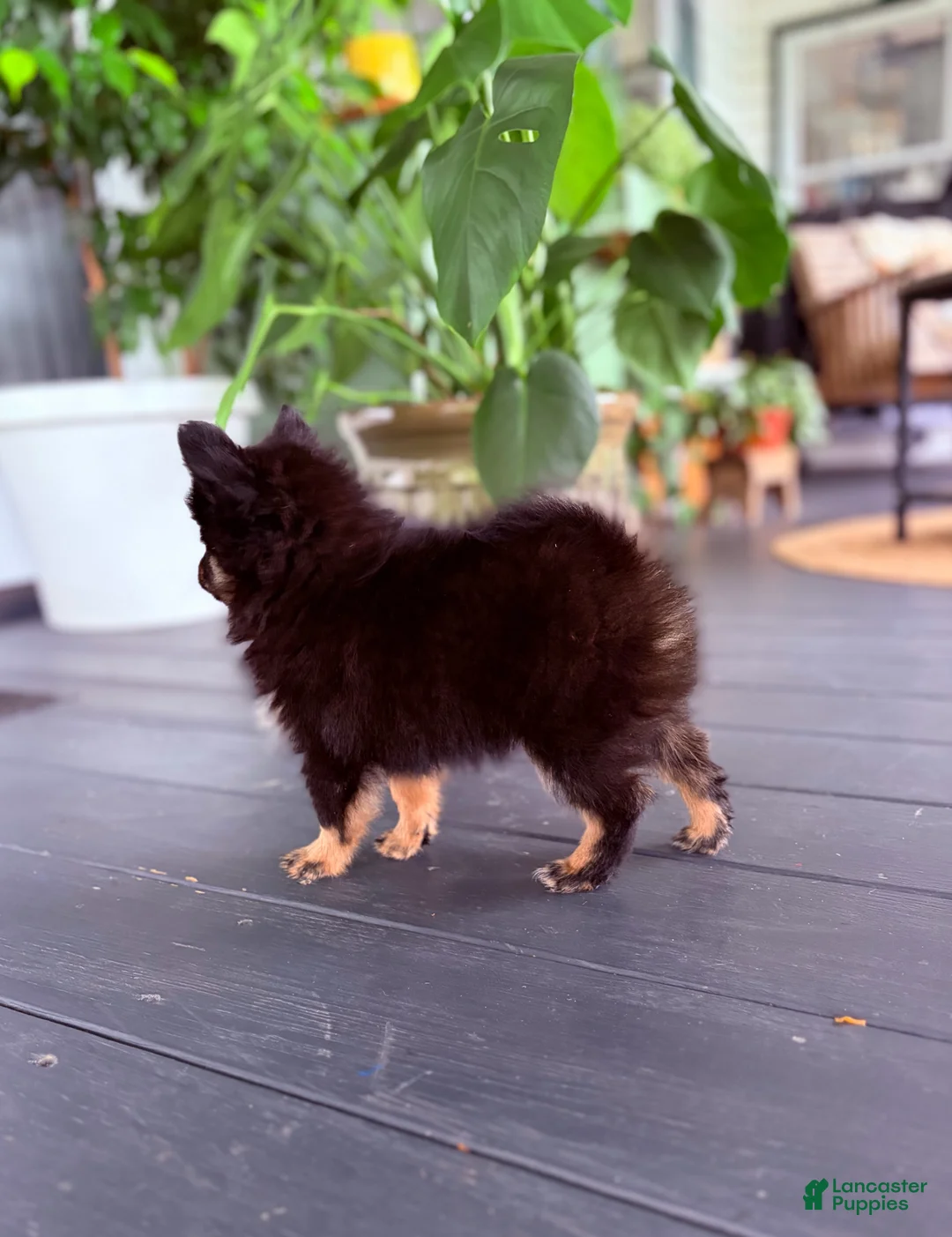 Pomeranian dogs for sale: Diesel - Ad 2