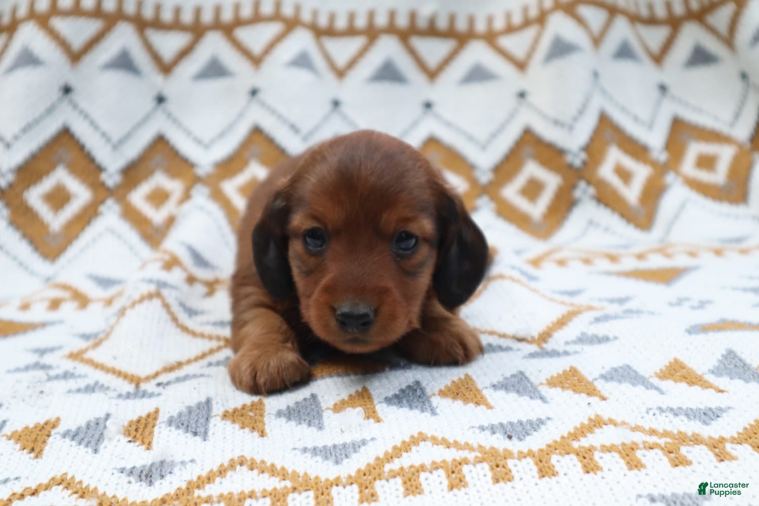 Miniature Dachshund dogs Ginger - Ad 11