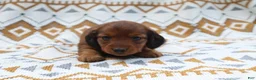 Miniature Dachshund dogs for sale: Ginger - Ad 1