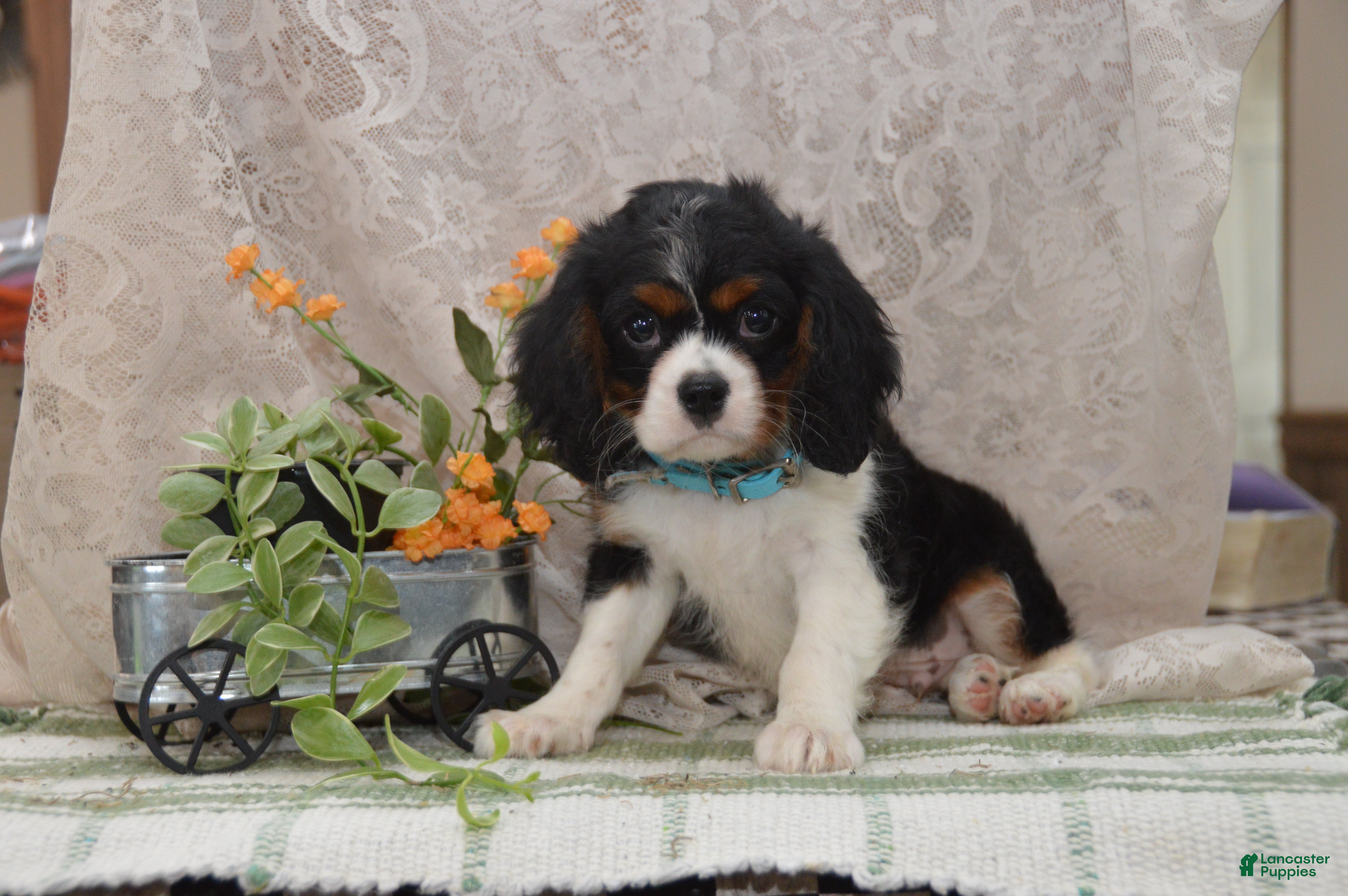 Cavalier King Charles Spaniel dogs Wade - Ad 1