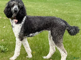 Standard Poodle dogs - Ad 2
