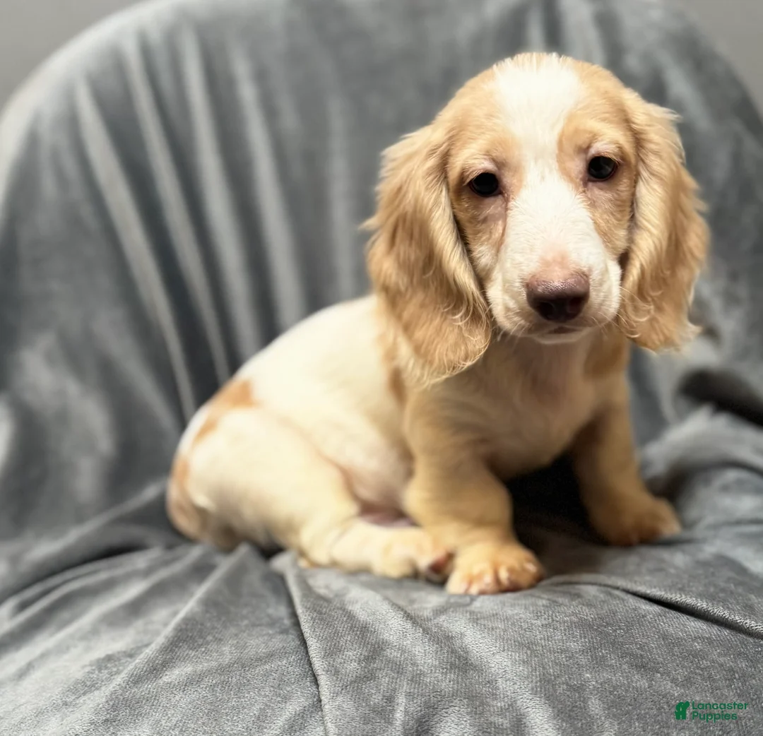 Miniature Dachshund dogs for sale: Jack - Ad 4