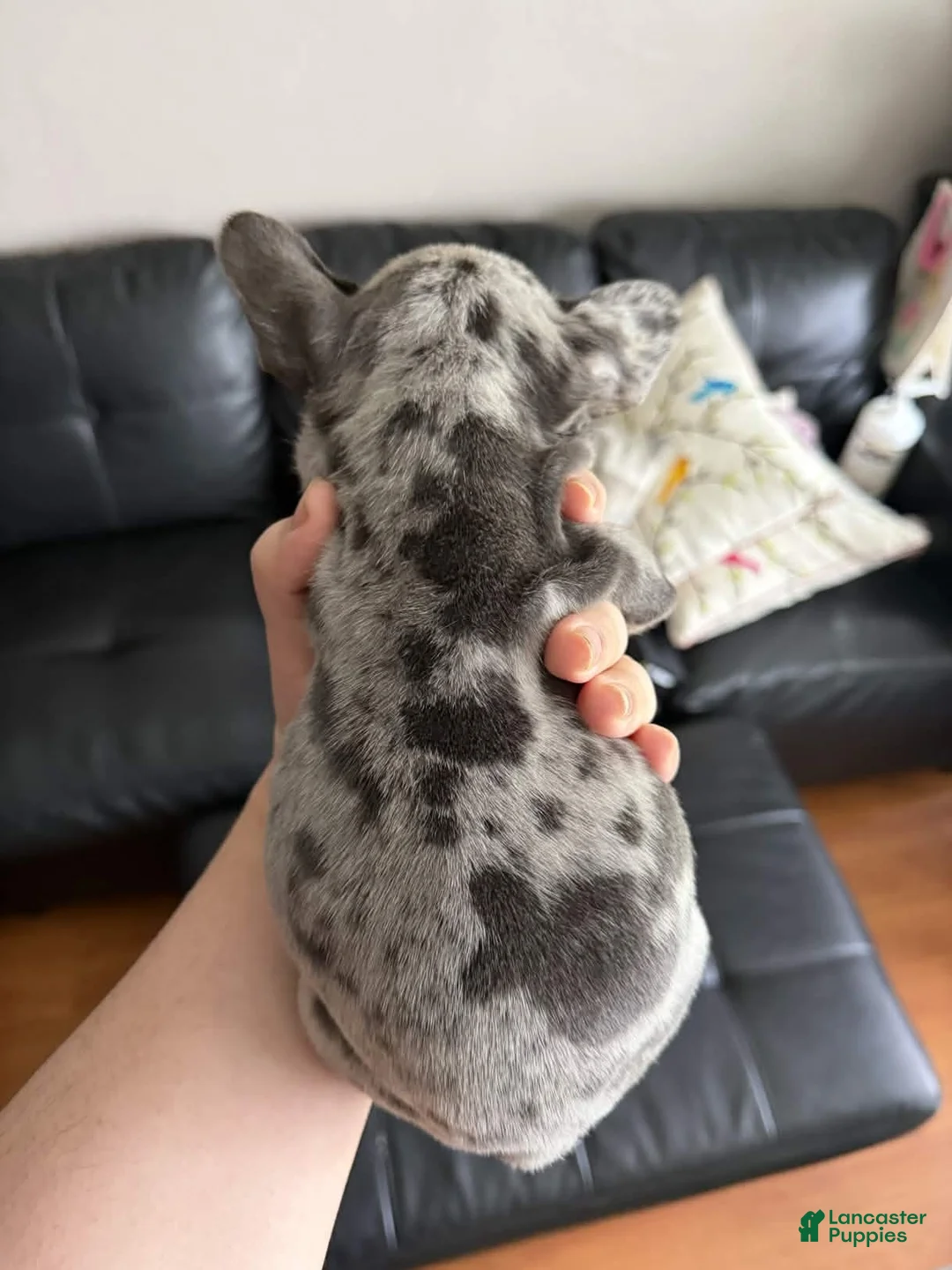 French Bulldog dogs for sale: Gatita - Ad 2