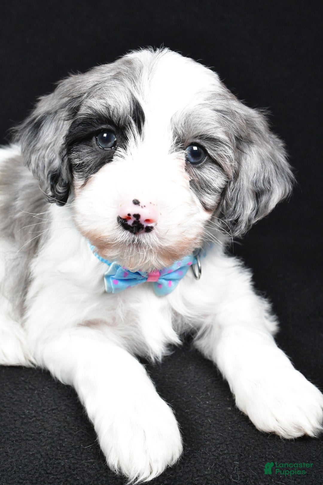 Sheepadoodle dogs for sale: Cole - Ad 5