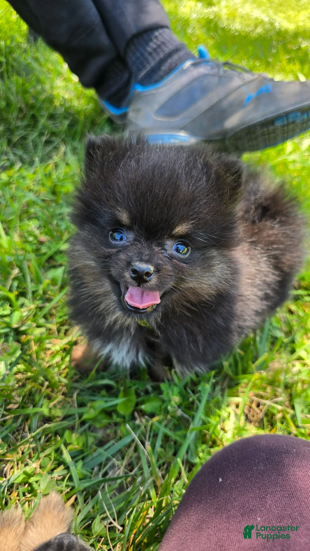 Pomeranian dogs for sale: Nano - Ad 8
