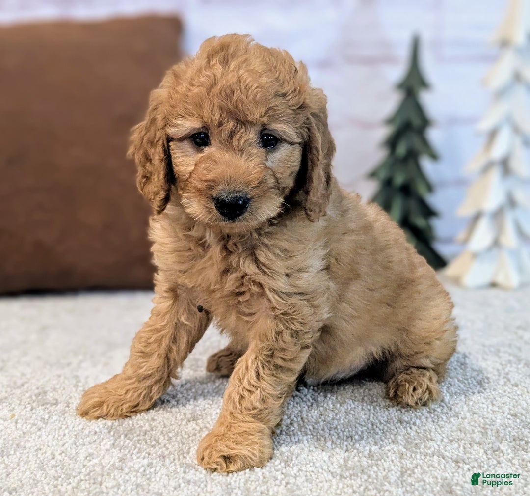 Mini Goldendoodle dogs for sale: Theo - Ad 2