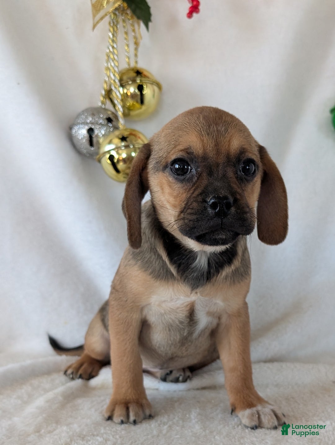 Puggle dogs for sale: Joy  - Ad 10
