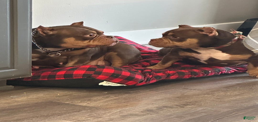 Gallery Image {{count}}