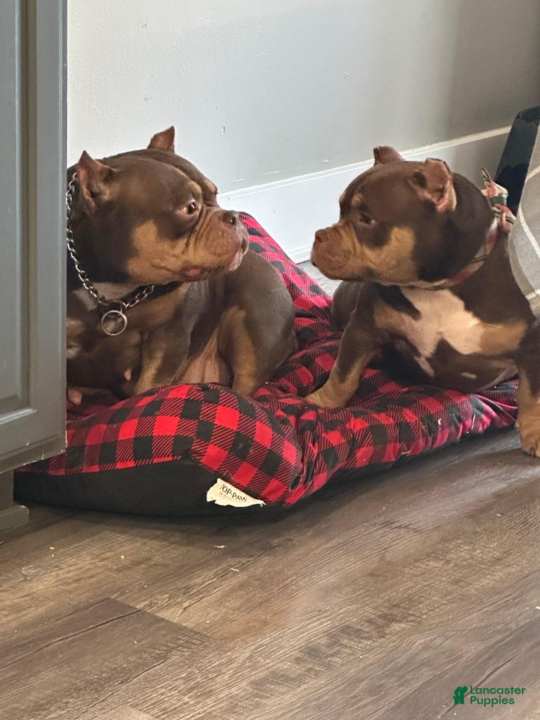 Gallery Image {{count}}