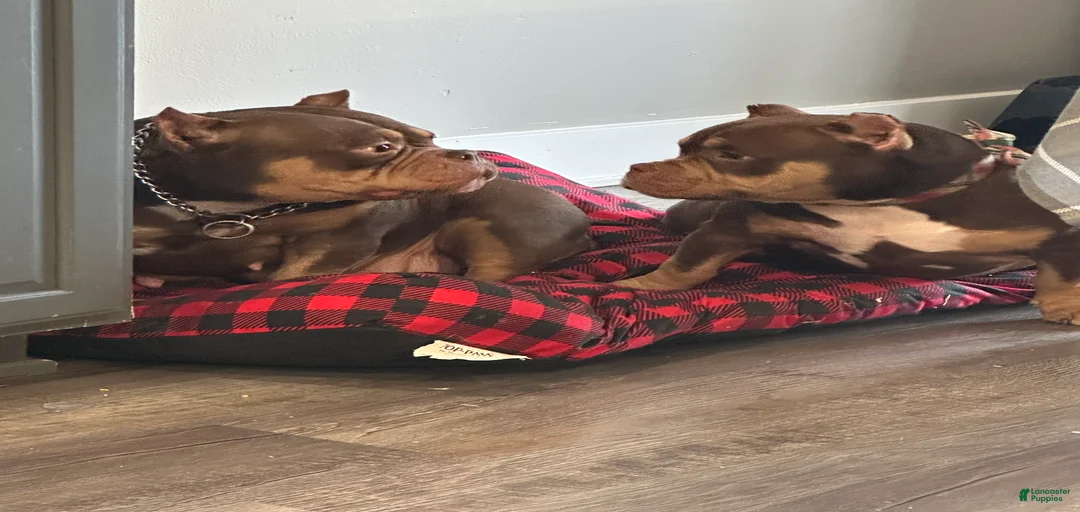 Gallery Image {{count}}