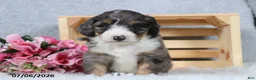 Mini Bernedoodle dogs for sale: Cody - Ad 5