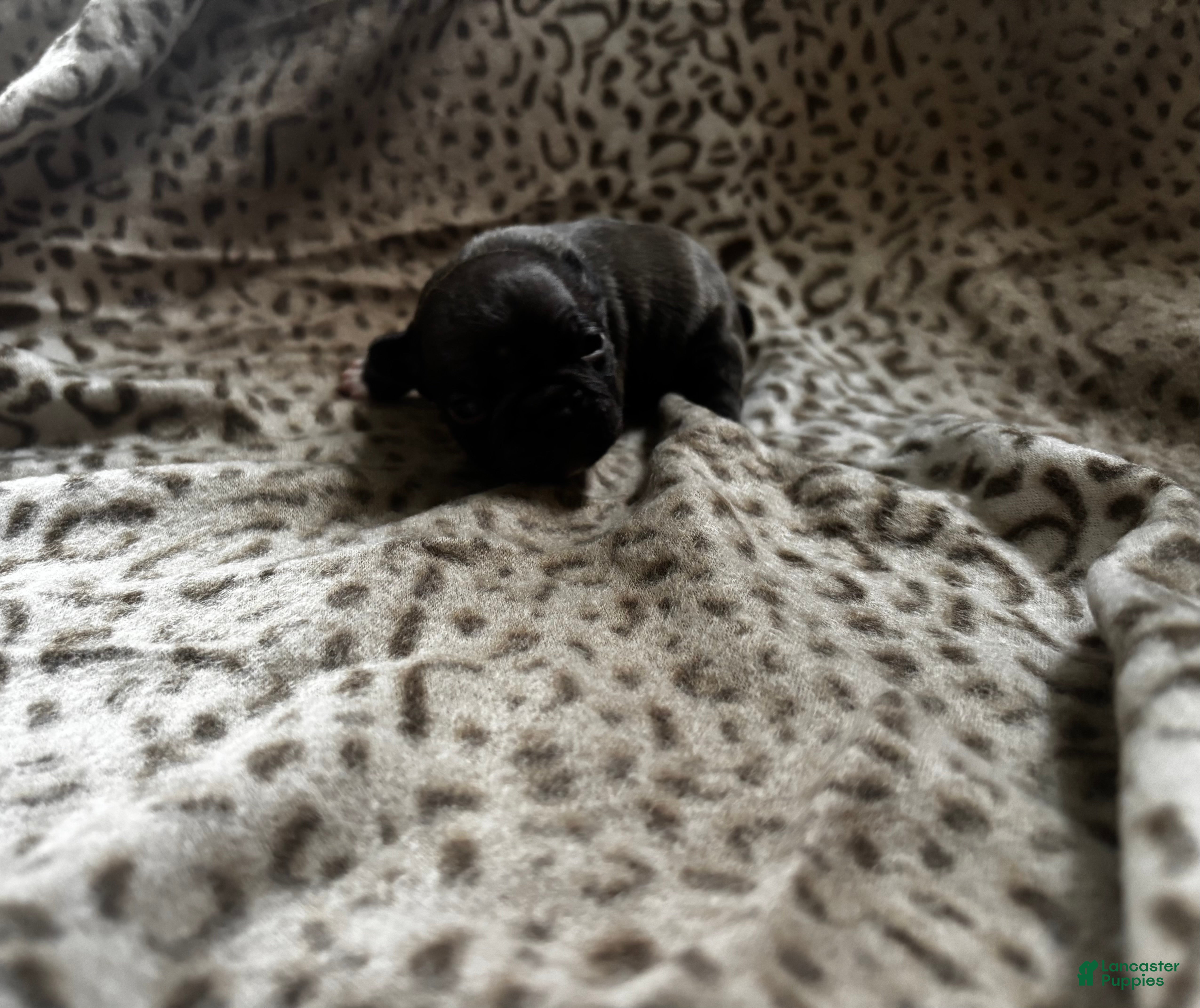 Mixed Breed dogs Jelly roll - Ad 26