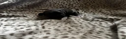 Mixed Breed dogs for sale: Milo - Ad 4
