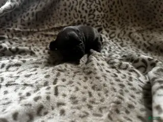 Mixed Breed dogs Jelly roll - Ad 26