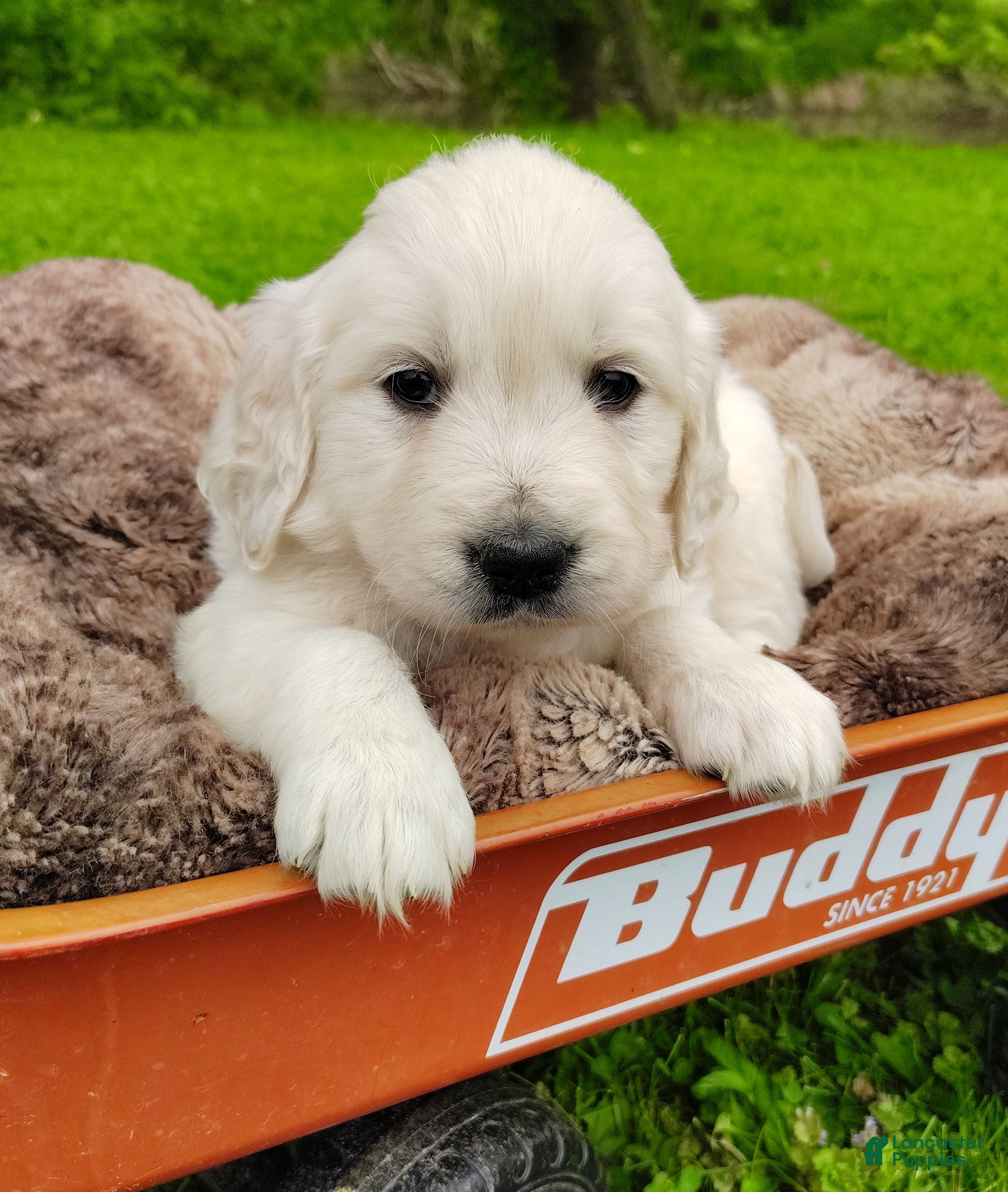 Golden Retriever dogs Macey - Ad 1