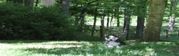 Siberian Husky dogs for sale: Misha - Ad 5