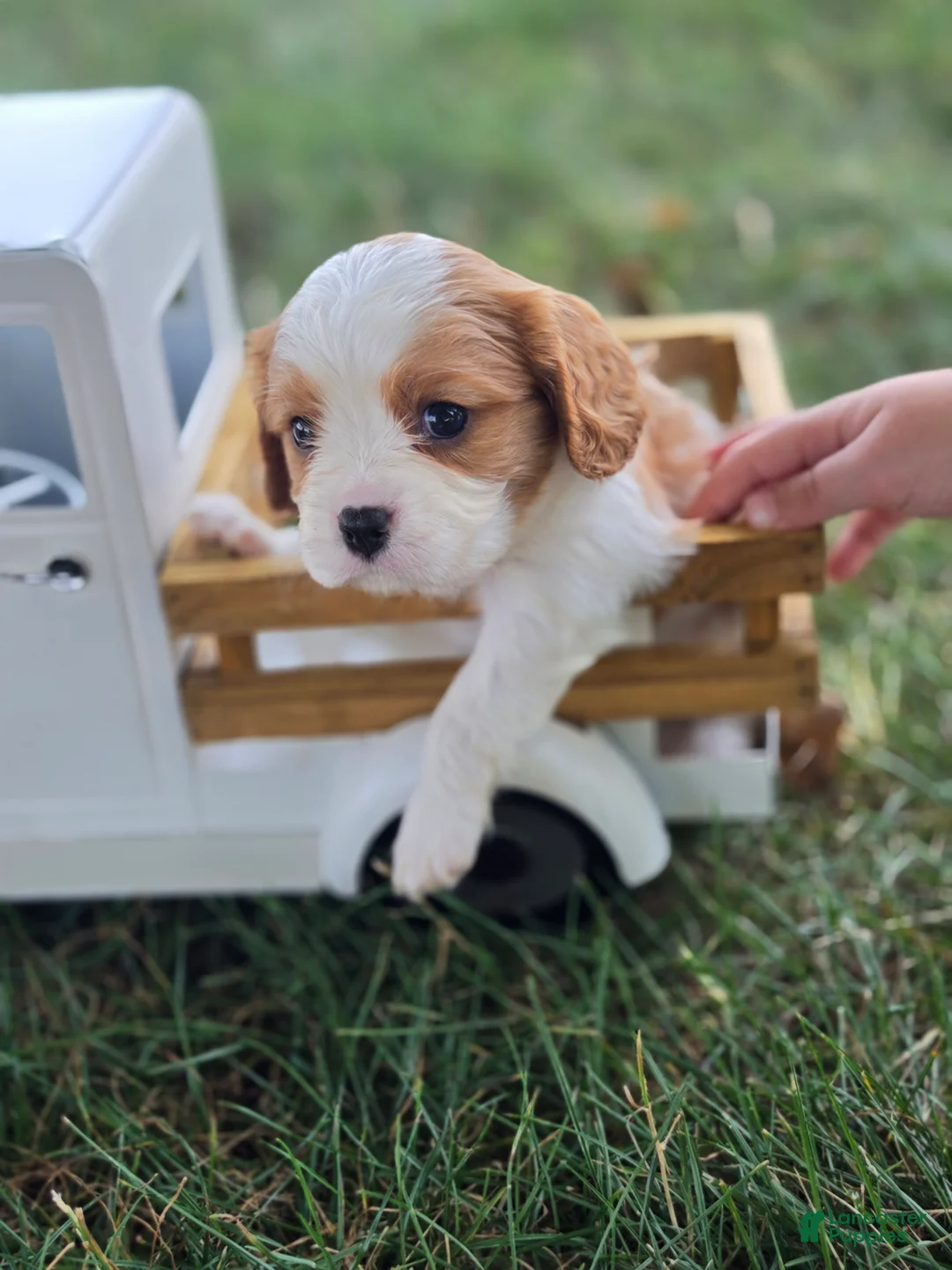 Cavalier King Charles Spaniel dogs for sale: Benji - Ad 2