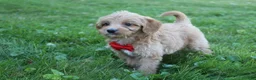 Mini Goldendoodle dogs for sale: Dewie 💎 - Ad 4