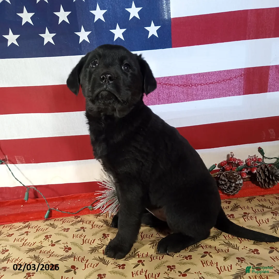 Mixed Breed dogs for sale: Coffee - Ad 1