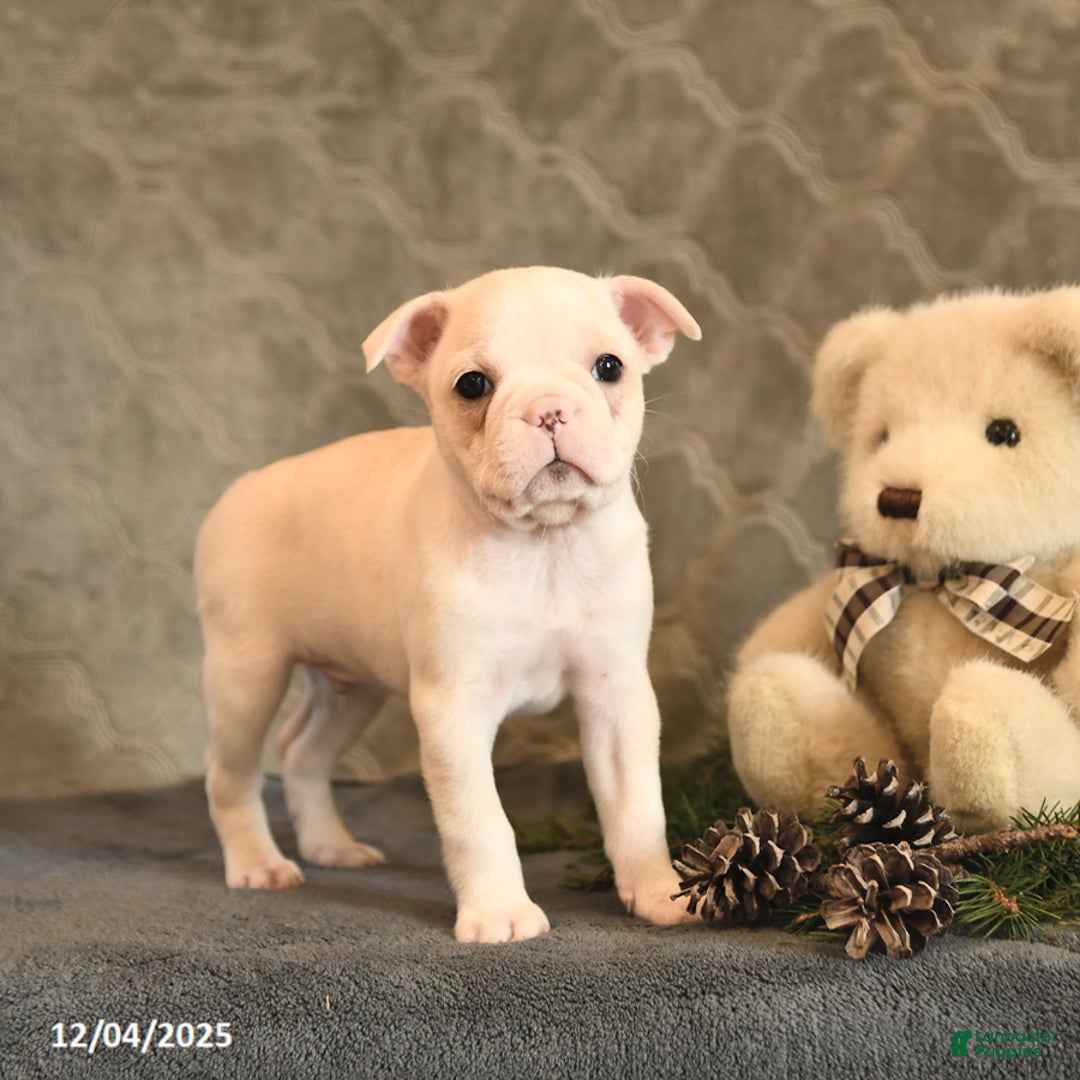 Boston Terrier dogs for sale: Sugar - Ad 5