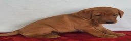 Labrador Retriever dogs for sale: Copper - Ad 3