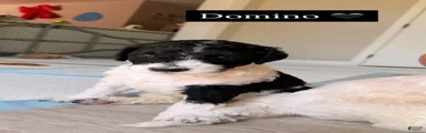 Domino 