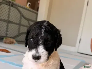 Goldendoodle dogs Domino - Ad 10