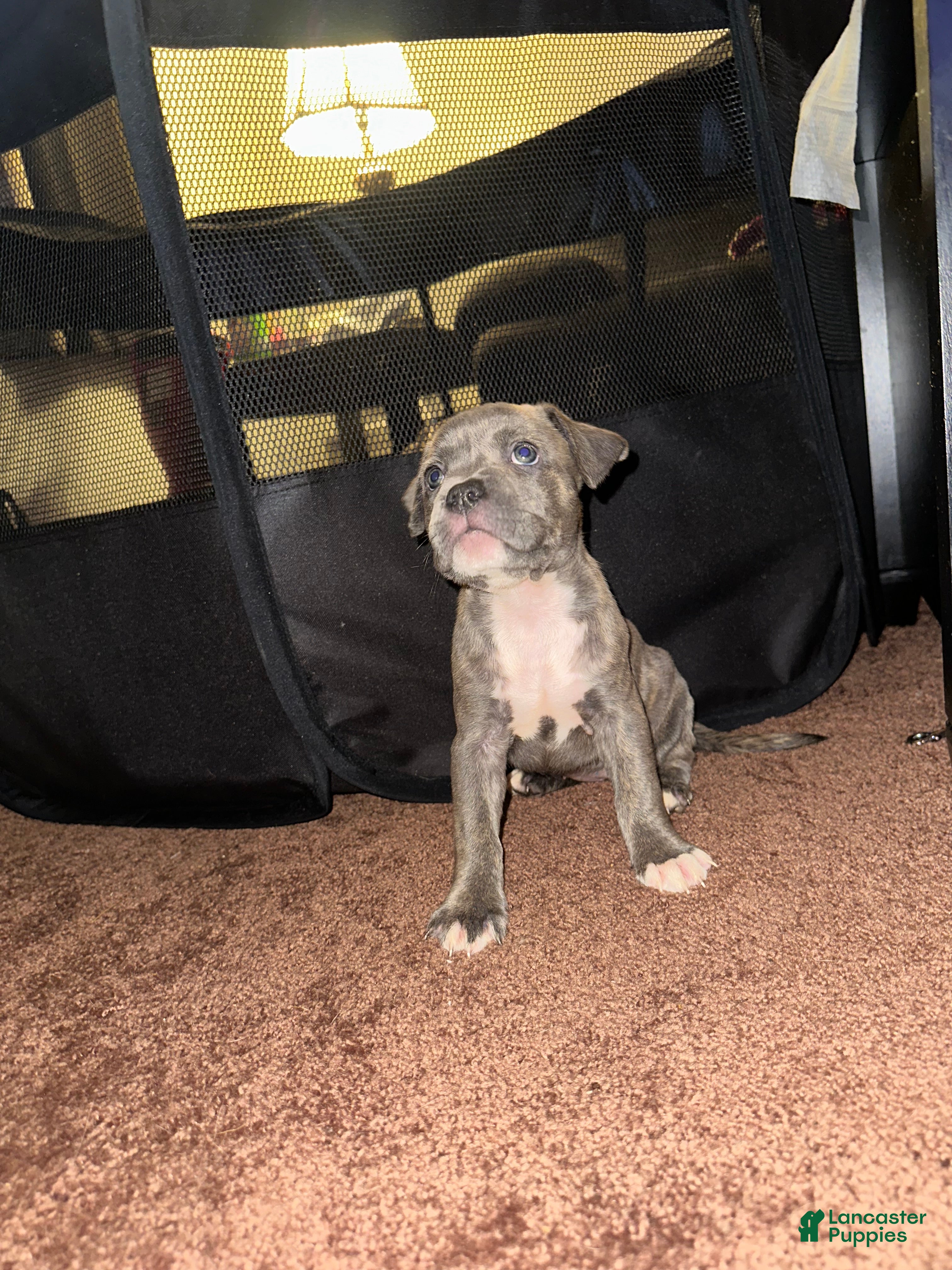 American Bully dogs American Bully Puppy 3 - Ad 9