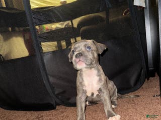 American Bully dogs American Bully Puppy 3 - Ad 40