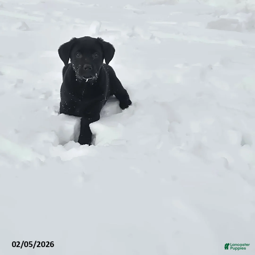 Labrador Retriever dogs for sale: Skye - Ad 1