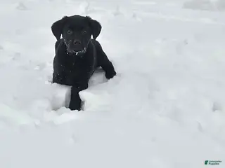 Labrador Retriever dogs Skye - Ad 24