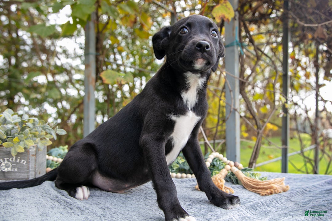 Mixed Breed dogs for sale: Dallas - Ad 3